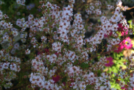 Aster ericoides 'Herbstmyrte' bestellen